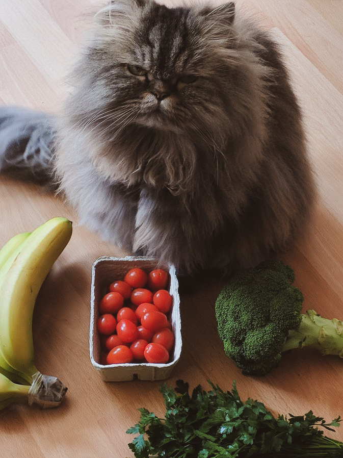 veggie cat katze vegan gemüse vegetarisch katzenfutter nachhaltig